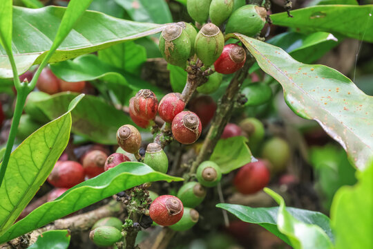 Coffee bean ripening on coffee tree. Coffea arabica also known as the Arabica coffee, is a species of flowering plant in the coffee and madder family Rubiaceae. 