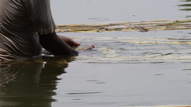 Farmer retting and stripping golden jute fibers in pond water