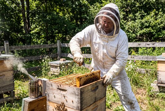 Professional Beekeeper Working with Beehives and Frames in an Apiary