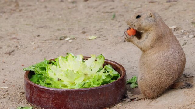 Black-Tailed Prairie Dog Eating Carrot Beside Bowl of Lettuce
