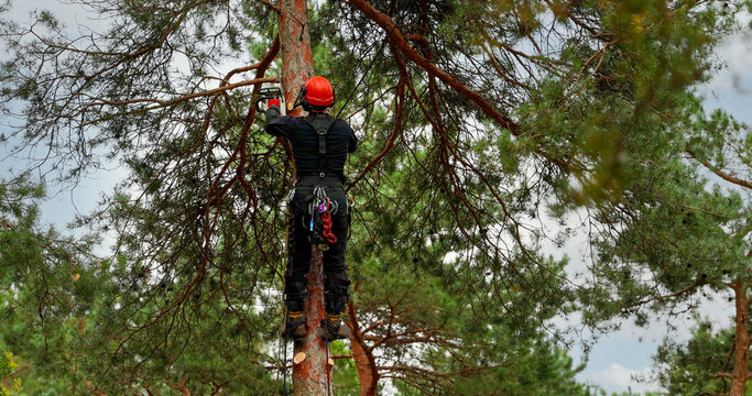 Arborist working high in a pine tree cutting branches with chainsaw. Hazardous tree removal service. Treecare and maintenance