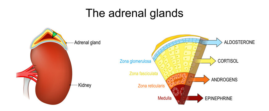 Adrenal gland anatomy and structure. Cross section of suprarenal gland. Hormones of Adrenal cortex and Medulla.