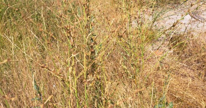 Dry wild vegetation swaying in the summer breeze