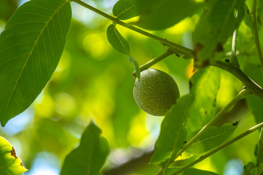 Unripe green walnut growing on a tree branch. Green walnut among lush summer leaves. Ideal for food, agriculture, gardening, nature, and organic farming content. Selective focus.