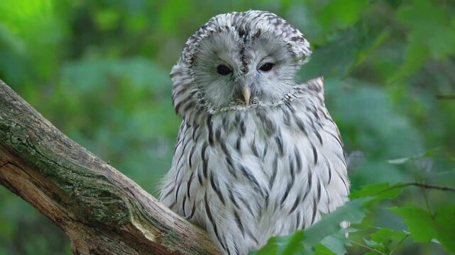 Ural Owl Perched on Branch Looking Down