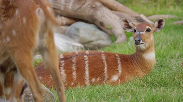 Female Nyala Resting on Grass Beside Another Antelope