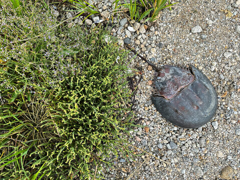 Horseshoe crab shell resting on beach path