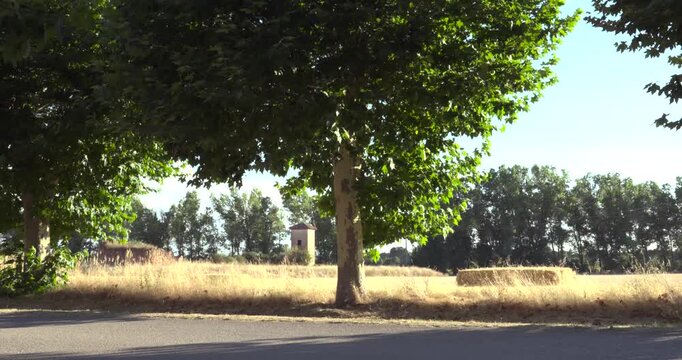 Rural landscape with wheat field and trees moving in the wind