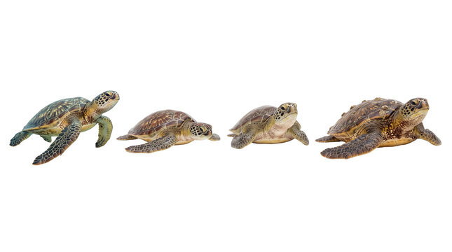 sea turtle PNG set , white background as transparent