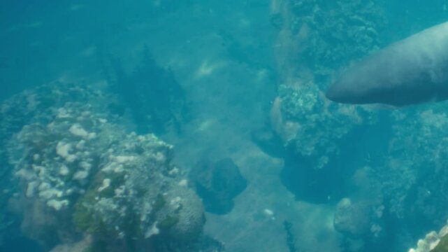 A sea creature swims near rocks and coral in shallow water. Light filters through the surface, creating patterns in the underwater scene. This takes place in a tropical ocean.