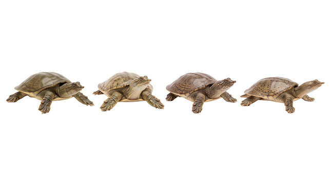 softshell turtle PNG set , white background as transparent