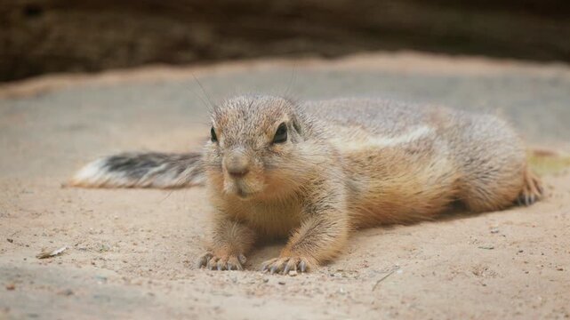 Cape Ground Squirrel Resting on Sandy Ground