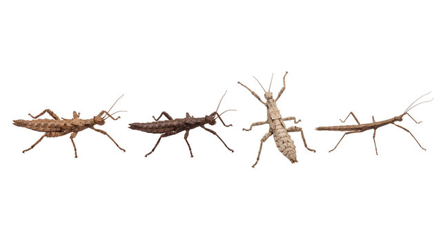 stick insect PNG set , white background as transparent