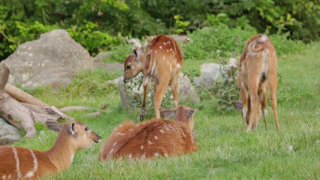 Spotted Antelope Herd Resting and Grazing on Green Grass