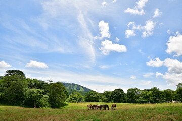 Fototapeta premium 戸隠牧場の草原で放牧される馬（長野県長野市）