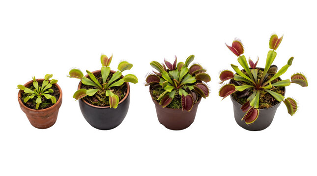 venus flytrap PNG set , white background as transparent