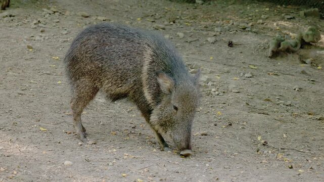 Collared Peccary Sniffing Sandy Ground