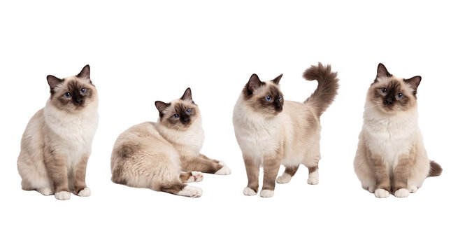Birman cat PNG set , white background as transparent