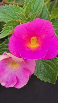 Pink Achimenes Flowers Blooming on Bush in Organic Late Summer Garden