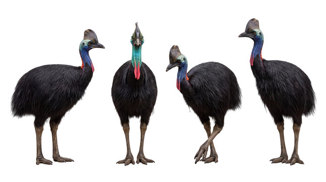 cassowary PNG set , white background as transparent