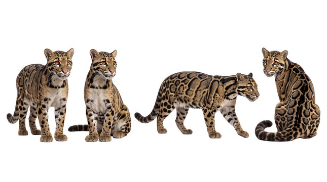clouded leopard PNG set , white background as transparent
