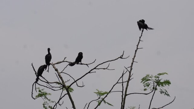 Cormorants perched on bare branches