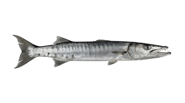 Side profile view of a silver barracuda fish displaying its sharp teeth and streamlined body shape against a plain grey background.