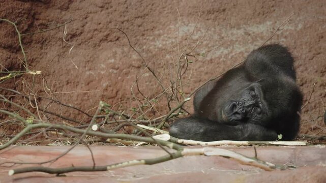 Gorilla Reclining and Scratching Beside Branches