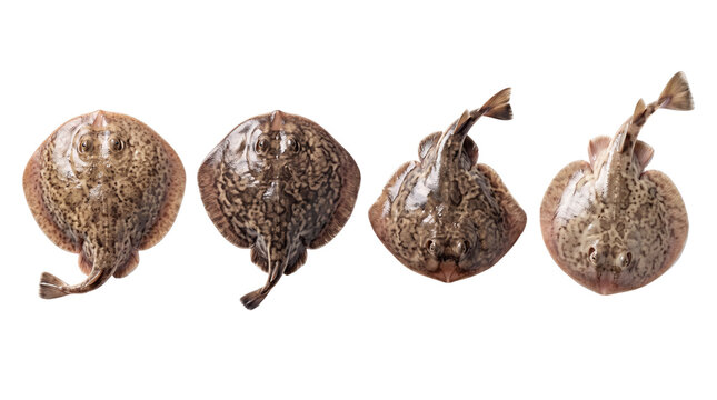 electric ray PNG set , white background as transparent