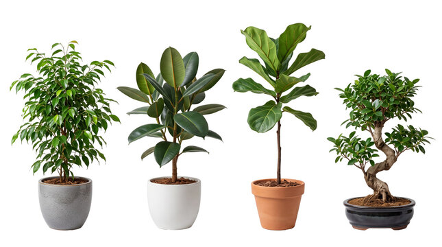 ficus tree PNG set , white background as transparent