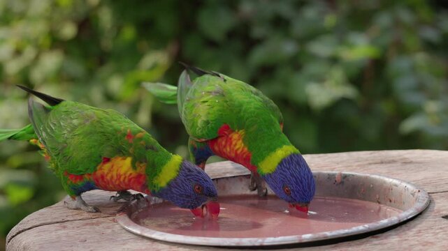 Two Rainbow Lorikeets Drinking Water from Shallow Dish