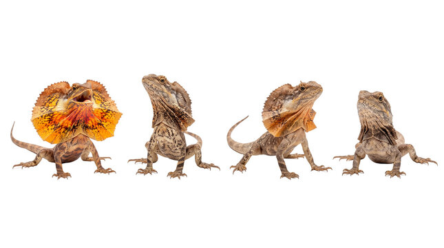 frilled lizard PNG set , white background as transparent