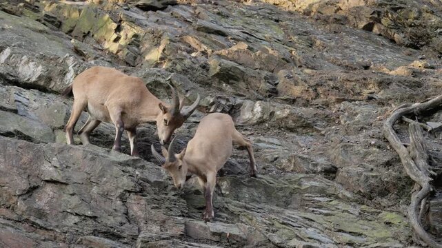Two Ibex Walking Across Rocky Slope