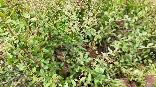 Natural Henna Plant Growing Outdoors Close Up View,Lawsonia Inermis