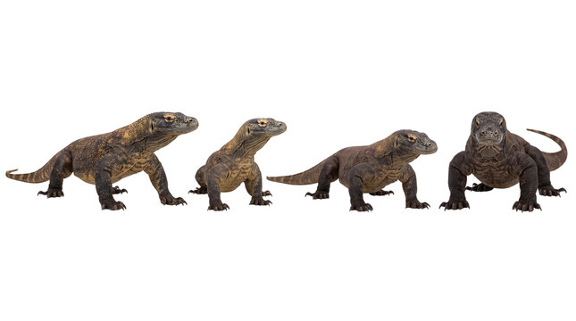 komodo dragon PNG set , white background as transparent