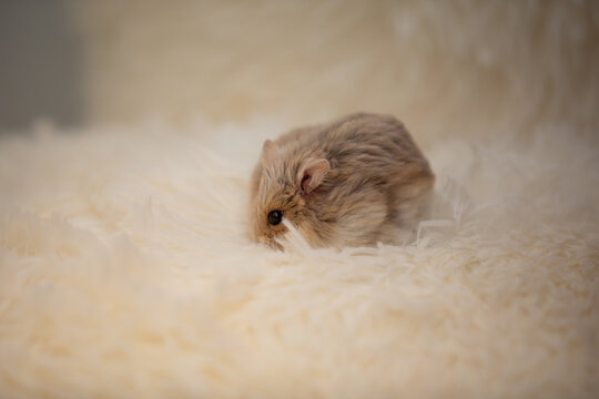 Cute Dwarf Hamster Resting on Soft Blanket