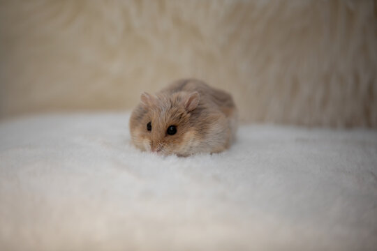 Cute Dwarf Hamster Resting on Soft Blanket