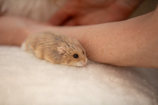 Cute Dwarf Hamster Resting on Soft Blanket
