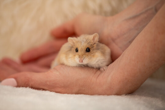 Cute Dwarf Hamster Resting on Soft Blanket