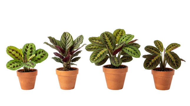 prayer plant PNG set , white background as transparent