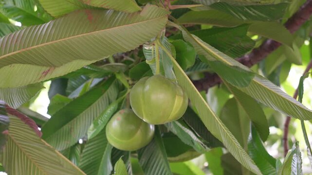Elephant apple tree with lush green chalta fruit