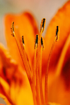Detailed close-up macro photography of flower stamens against a warm orange background.