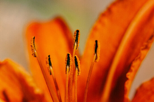 Macro close-up shot of the stamens and vibrant orange petals of a blooming flower.