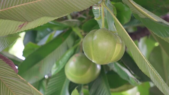 Fresh green elephant apple chalta fruit dillenia indica