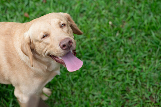 One labrador dog portrait