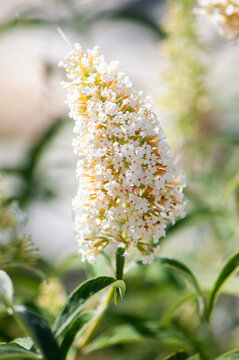 Close-up of delicate white and purple flower clusters blooming in a summer garden. Detailed floral texture with soft natural light, shallow depth of field and blurred green background.