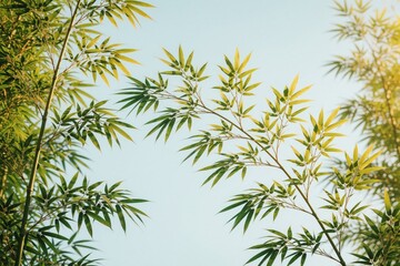 Obraz premium Green bamboo leaves reach toward bright blue sky. Fresh plant branches grow in sunny garden. Natural foliage texture creates zen background for wellness eco design. Summer sun shines through tropical