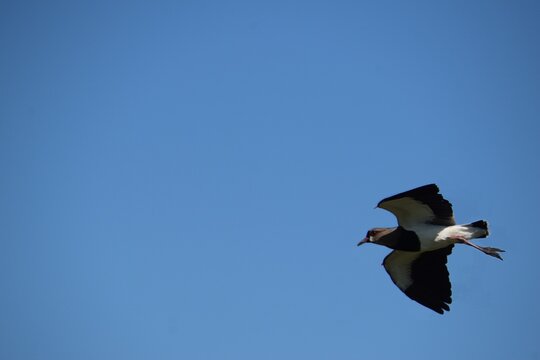vanellus chilensis flying with blue sky background