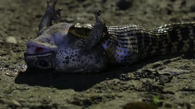 Checkered keelback snake feeding on a frog in the wild