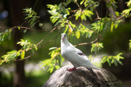 White pigeon perched on a tree branch against a background of lush green leaves